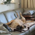 Boerboel