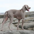 Weimaraner
