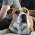 American Staffordshire Terrier