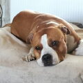American Staffordshire Terrier