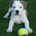 Amerikaanse Bulldog