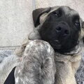 Kangal