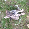 American Indian Dog