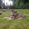 American Indian Dog