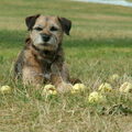 Border Terrier
