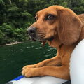 Beagle