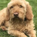 Basset Fauve de Bretagne