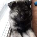 Grote Keeshond, wolfsgrijs