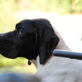 Engelse Pointer