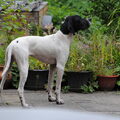 Engelse Pointer