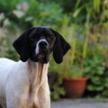 Engelse Pointer