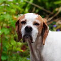Engelse Pointer