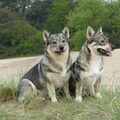 Vastgotaspets