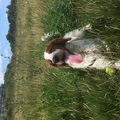 Welsh Springer Spaniel