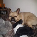 Franse Bulldog