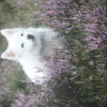 Japanse Spits