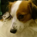 Kooikerhondje