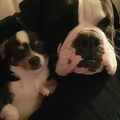 Amerikaanse Bulldog