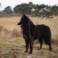 Groenendaeler