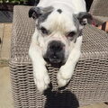 Amerikaanse Bulldog