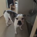 Amerikaanse Bulldog