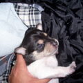 onze kleine pupjes nu 11 dagen jong 