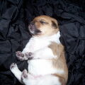onze kleine pupjes nu 11 dagen jong 