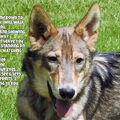 American Indian Dog