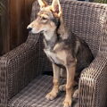 American Indian Dog