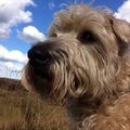 Irish Softcoated Wheaten Terriër