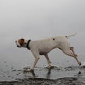 Engelse Pointer