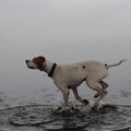 Engelse Pointer
