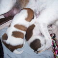 onze kleine pupjes nu 11 dagen jong 