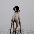 Engelse Pointer