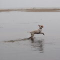 Engelse Pointer