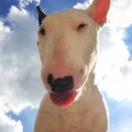 Bull Terrier