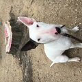Bull Terrier