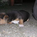 rocky, toen was ie 2 weekjes jong