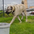 Kangal