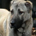 Kangal
