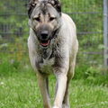 Kangal