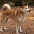 Laika, West Siberische