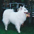Grote Keeshond, wit