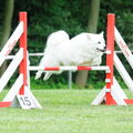 Grote Keeshond, wit