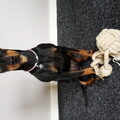 Manchester Terrier