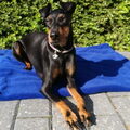 Manchester Terrier