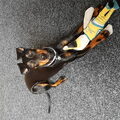 Manchester Terrier