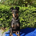 Manchester Terrier