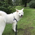 Japanse Akita