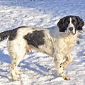 Engelse Springer Spaniel
